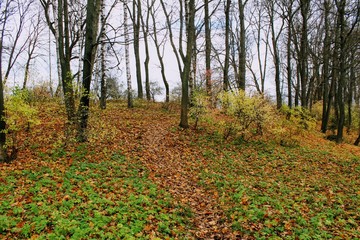 Fallen yellow leaves in the park in the estate of Count Leo Tolstoy in Yasnaya Polyana.