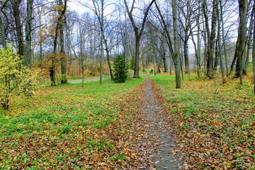Fallen yellow leaves in the park in the estate of Count Leo Tolstoy in Yasnaya Polyana.