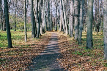 Fallen yellow leaves in the park in the estate of Count Leo Tolstoy in Yasnaya Polyana.