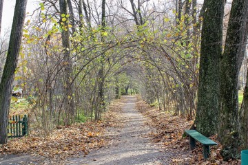 Fallen yellow leaves in the park in the estate of Count Leo Tolstoy in Yasnaya Polyana.