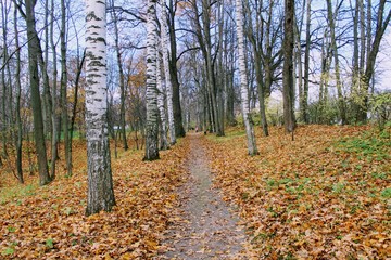 Fallen yellow leaves in the park in the estate of Count Leo Tolstoy in Yasnaya Polyana.