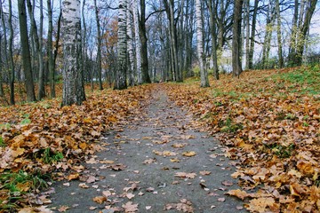 Fallen yellow leaves in the park in the estate of Count Leo Tolstoy in Yasnaya Polyana.