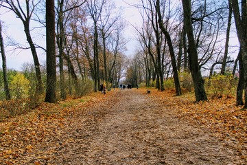 Fallen yellow leaves in the park in the estate of Count Leo Tolstoy in Yasnaya Polyana.