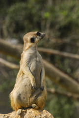 Meerkat vigilant looking to the side.
