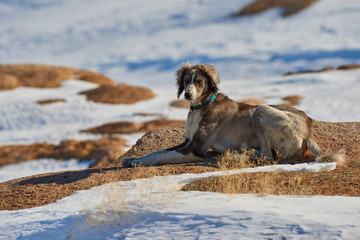 Obraz premium The Tazy, or the Central Asian greyhound, or the Kazakh greyhound, or the Turkmen greyhound, are a breed of hunting dogs. The Tazy is a dog breed from the Central Asian CIS Republics recognized by the