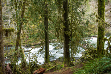 South Fork Alsea River