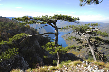 mountain lake view from the pine forest
