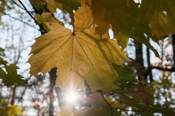 The sun's rays make their way through the maple leaf