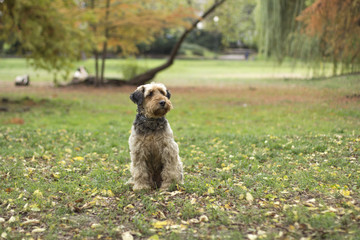 Sitting dog in park