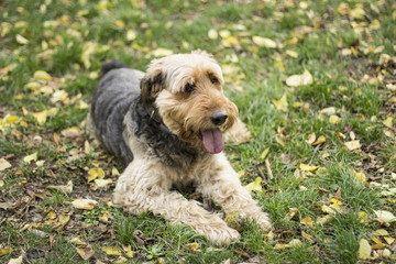 Dog with sticking out tongue lies on grass in park