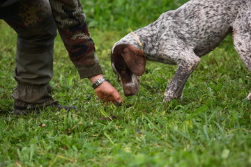 addestramento cani alla ricerca del tartufo