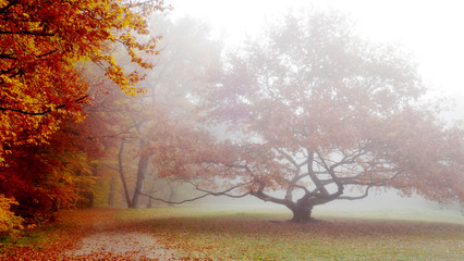 Morgenstimmung am Waldrand