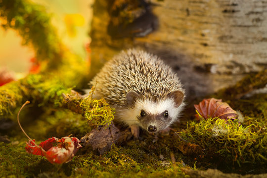 African pygmy hedgehog on moss