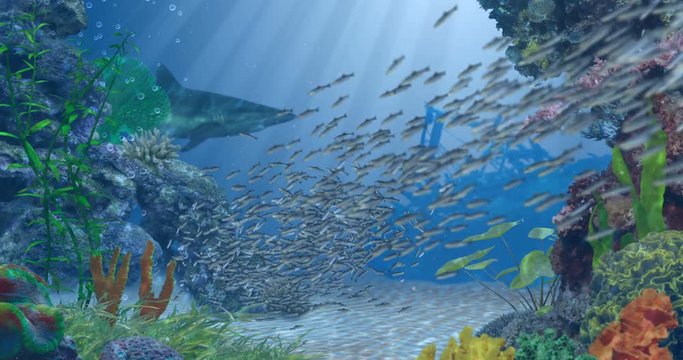 Fish Bait Ball and Reef