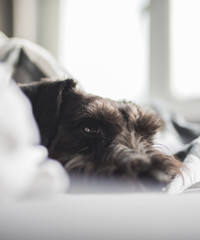 Miniature Schnauzer wrapped up in white covers while looking at the camera. 