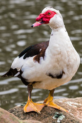 Barbary Duck