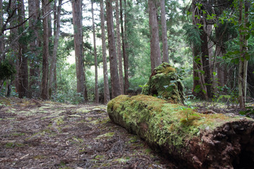 Fototapeta premium The Forest Floor of Alakai Swamp Kauai
