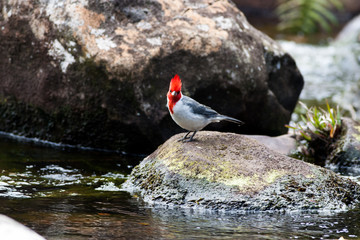Red-crested Cardinal Kauai Alakai Swamp
