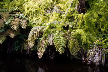 Ferns of Alakai Swamp