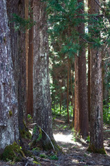 Fototapeta premium Redwood of Hawaii