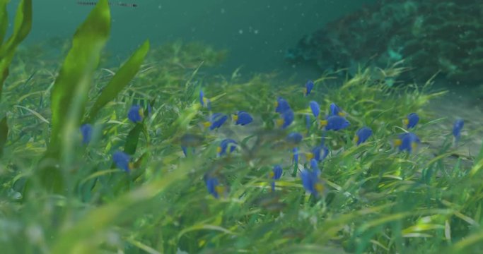 Fish in Seagrass Animation