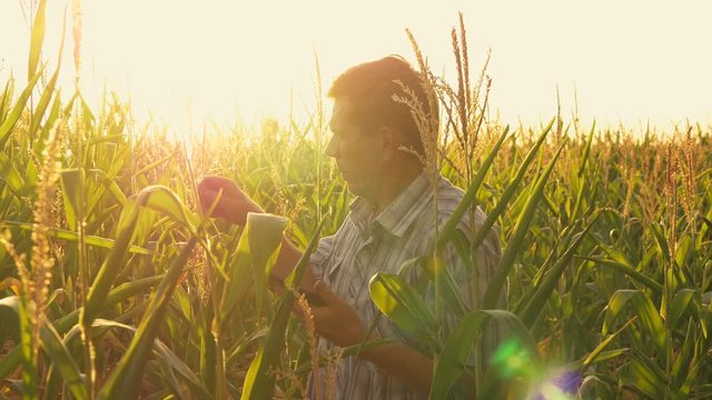 farmer inspecting corn cob at his field