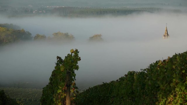 Vineyard landscape-Vineyard south west of France, Sauternes