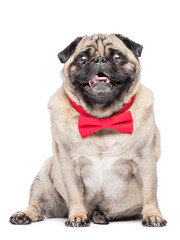 Obraz premium Happy fawn pug dog in red bowtie.
