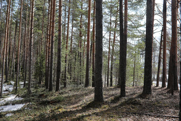 Fototapeta premium Pine forest in the beginning of spring under the snow. Forest un