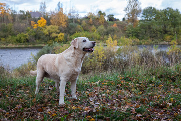 Собака лабрадор стоит на берегу реки.