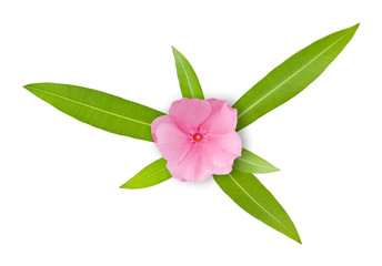 Oleander branch with flower