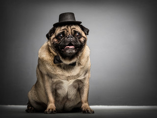 Sir pug dog in a cylinder and bowtie.