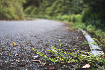 The asphalt concrete road to the nature with tropical forest background