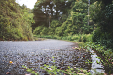 The asphalt concrete road to the nature with tropical forest background