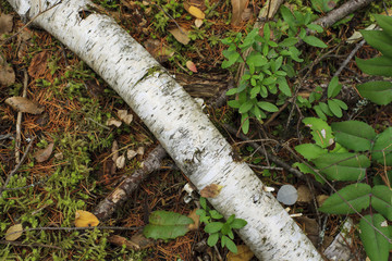 Fallen birch tree on ground.