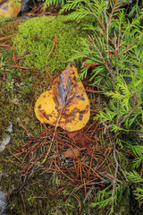 Close up of yellow leaf on rock.