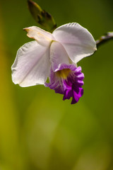 Obraz premium An Orchid