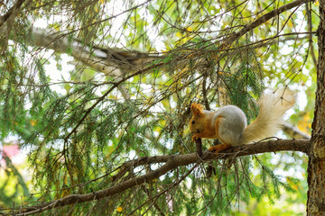 Wild squirrel in a natural habitat. A red squirrel sits on a tree branch in the forest and gnaws a cone. Forest animal.