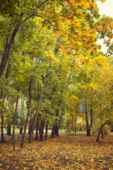 Autumn trees are Maples with yellow and Green leaves. Nature landscape. Early autumn
