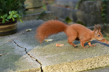 the squirrel climbs the tree and the grass