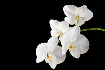 Fototapeta na wymiar Branch of a blossoming white orchid on isolated black background. Selective focus