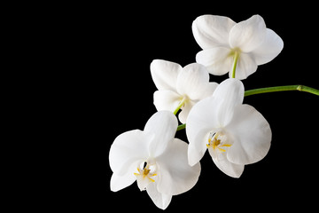 Branch of a blossoming white orchid on isolated black background. Selective focus