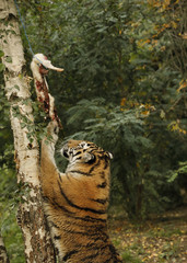 Tygrys sciągający mięso królika z drzewa