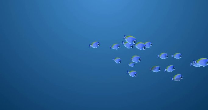 Isolated School of Surgeonfish