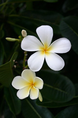 Poipu Hawaii and Plumerias