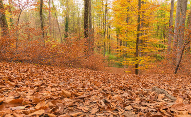 Path through the forest 9