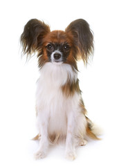 young papillon dog