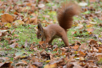 Naklejka na ściany i meble the squirrel hides the walnuts in the ground for the winter