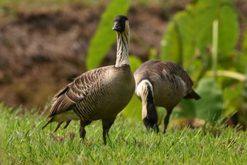 Nene Goose 