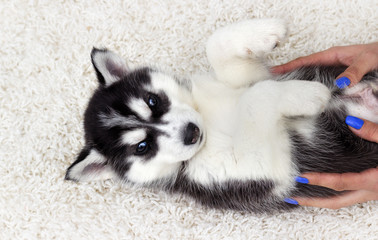 Husky puppy looks at a fluffy carpet, top view